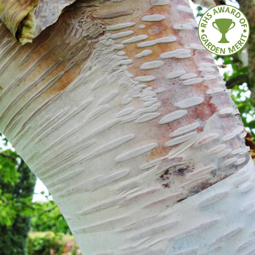 Betula utilis 'Grayswood Ghost' white bark