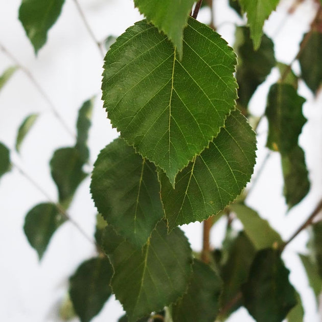 Betula 'Moonbeam' foliage