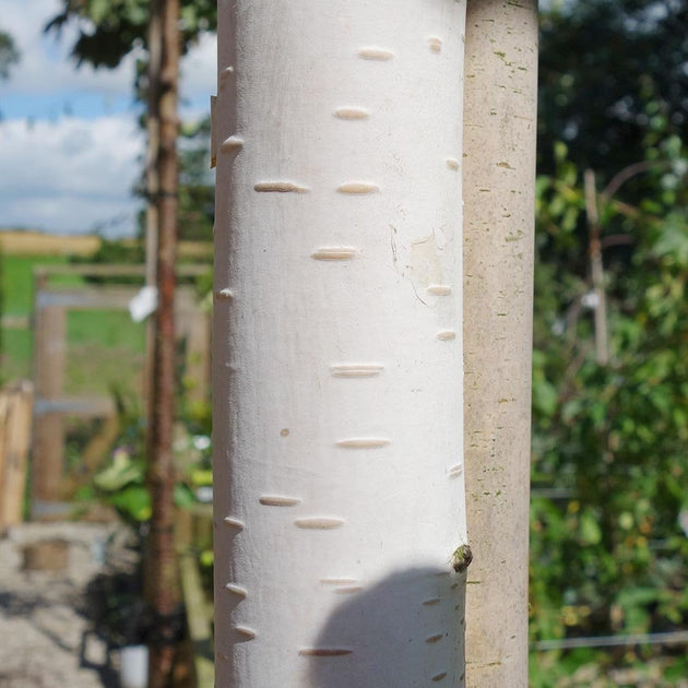 Betula utilis jacquemontii 'Moonbeam' Birch tree