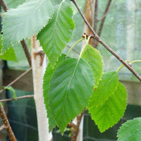 Betula utilis jacquemontii Birch leaves