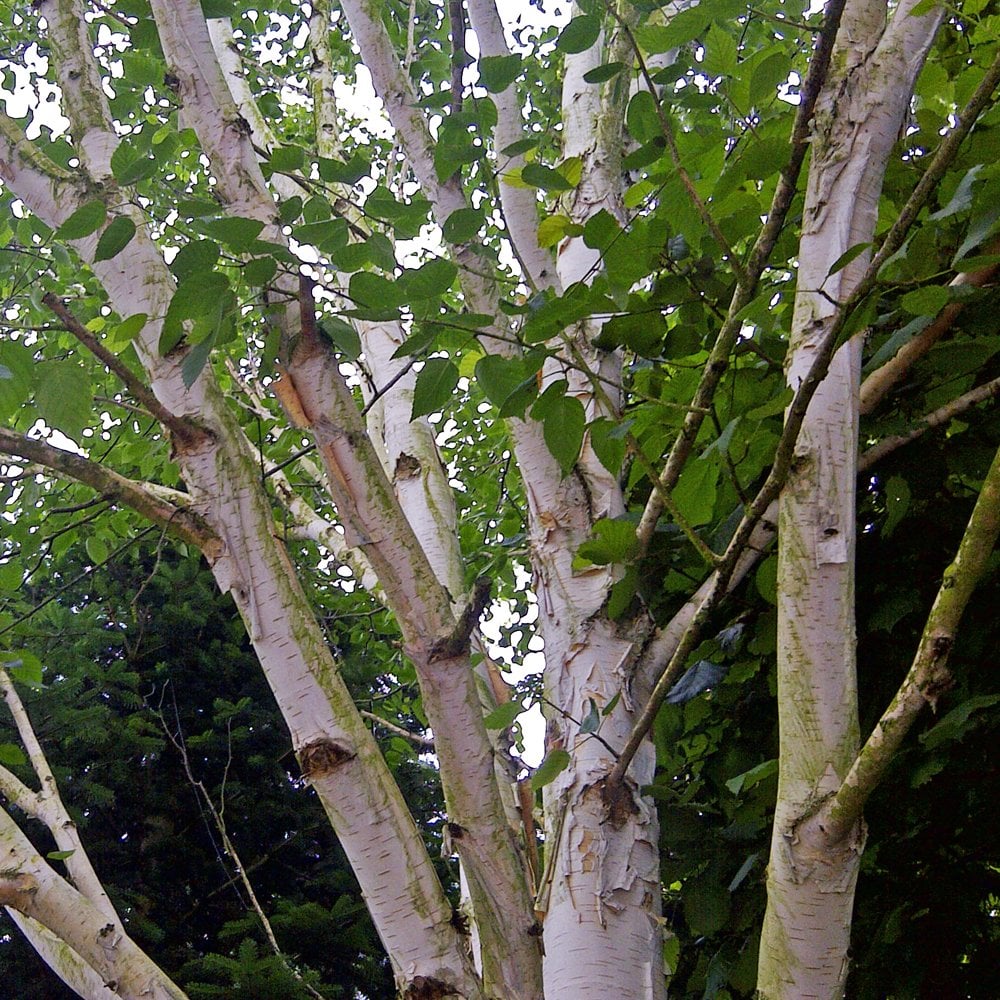 Betula utilis jacquemontii multistem tree in leaf