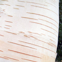 Betula utilis jacquemontii white bark