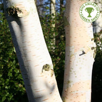 Silver bark of Betula utilis 'Silver Shadow'