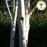 Betula utilis jacquemontii 'Silver Shadow' Birch