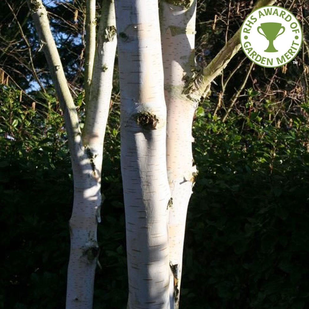 Betula utilis jacquemontii 'Silver Shadow' Birch