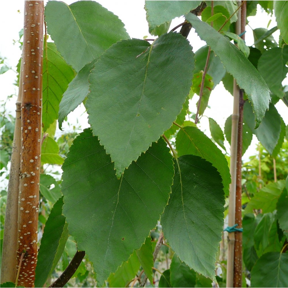 Large leaves of Betula utilis jacquemontii 'Silver Shadow'