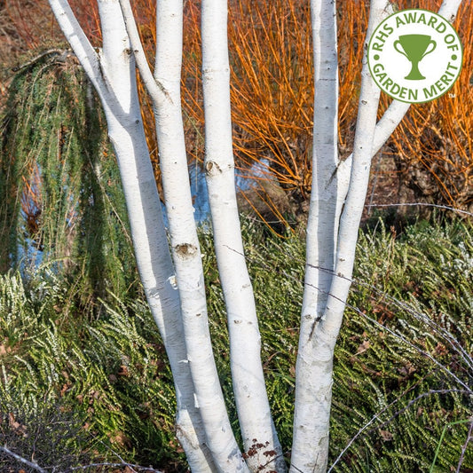 Betula utilis jacquemontii 'Snow Queen' multi stem tree