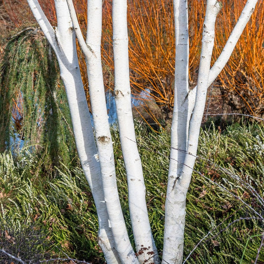 Betula utilis jacquemontii 'Snow Queen' multi stem tree