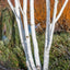 Betula utilis jacquemontii 'Snow Queen' multi stem tree