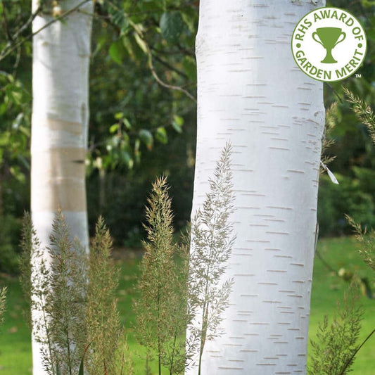 Betula utilis jacquemontii 'Snow Queen' Himalayan Birch