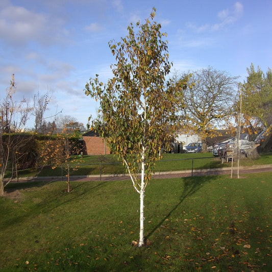 Betula utilis jacquemontii 'Trinity College' Birch