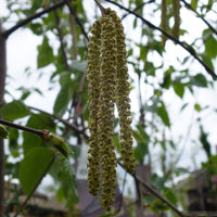 Betula utilis 'Long Trunk' catkins