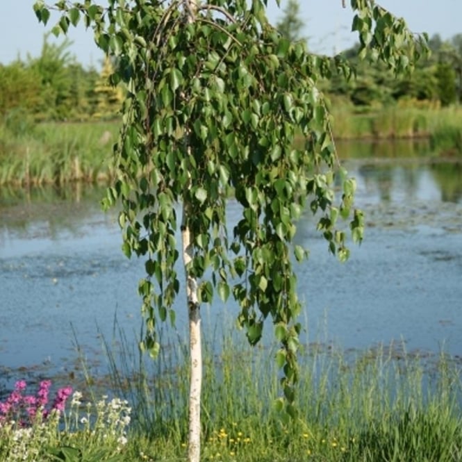 Betula utilis 'Long Trunk' Weeping Himalayan Birch