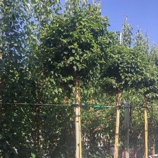 Betula utilis 'Magical Globe' Birch