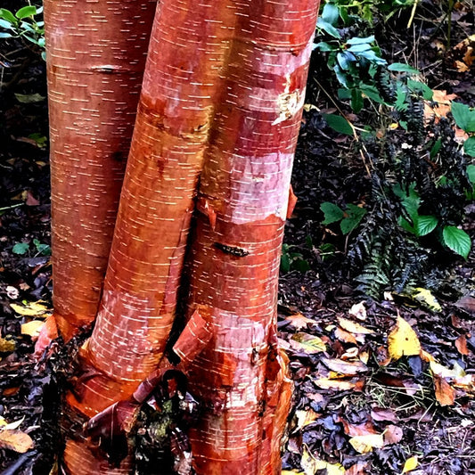 Betula utilis albosinensis 'Red Lady' Birch