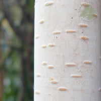 Betula utilis 'Whiteness' Birch