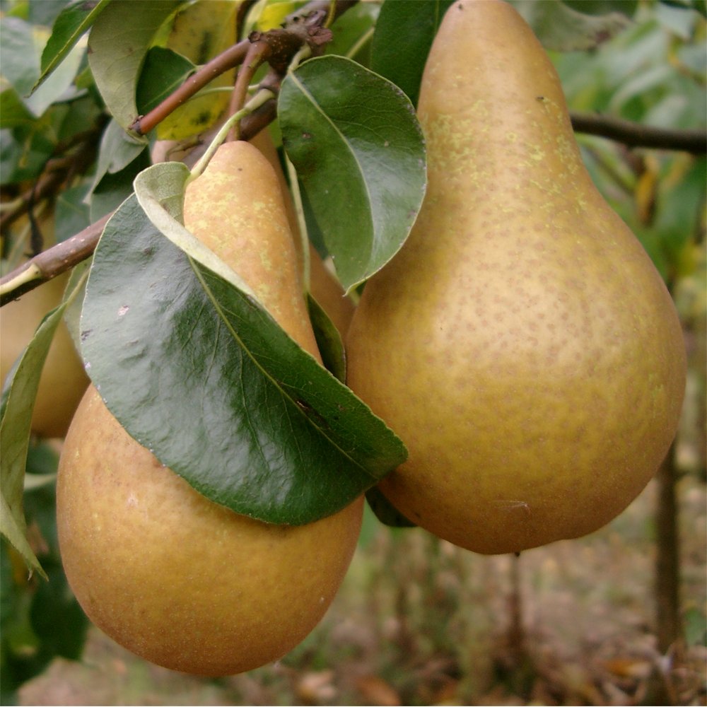 Beurre Hardy Pear tree