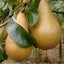 Beurre Hardy Pear tree