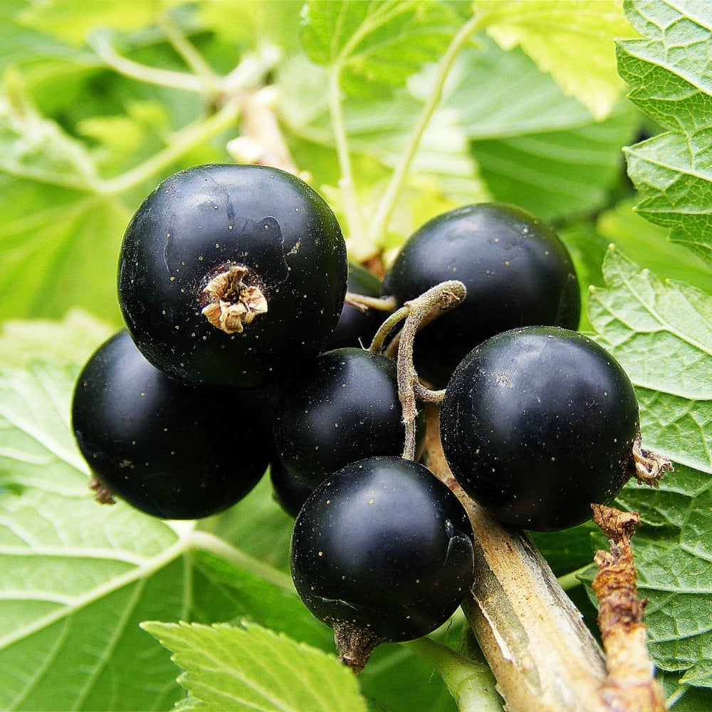 Big Ben blackcurrants