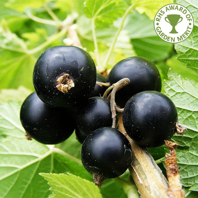 Big Ben blackcurrants