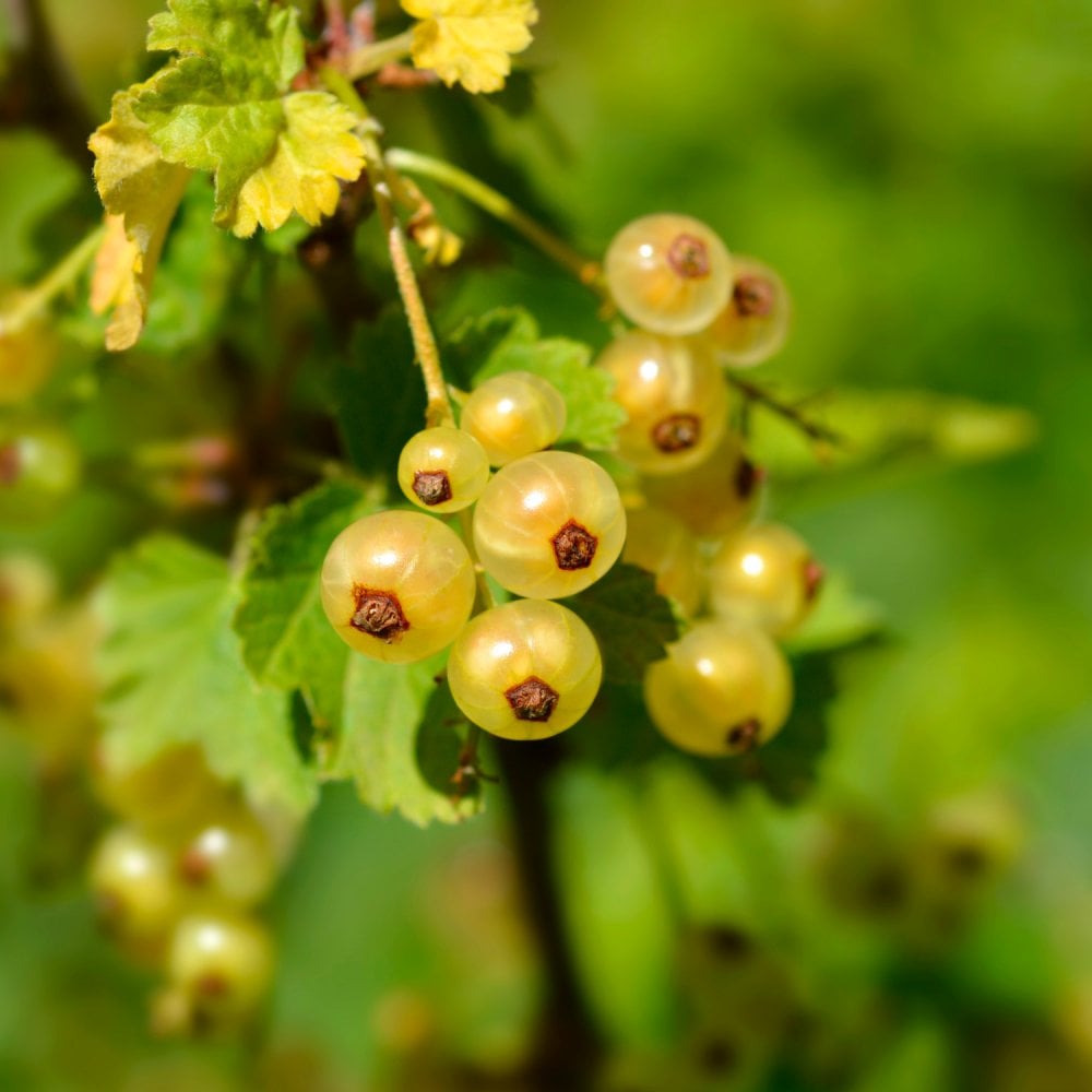 Blanca Whitecurrant bush