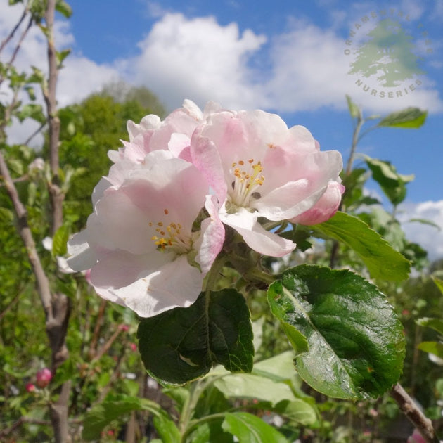 Blenheim Orange Apple tree blossom