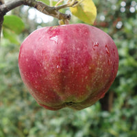 Apple Bloody Ploughman tree