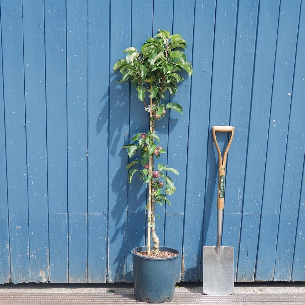 Malus domestica Blue Moon cordon Apple tree in pot