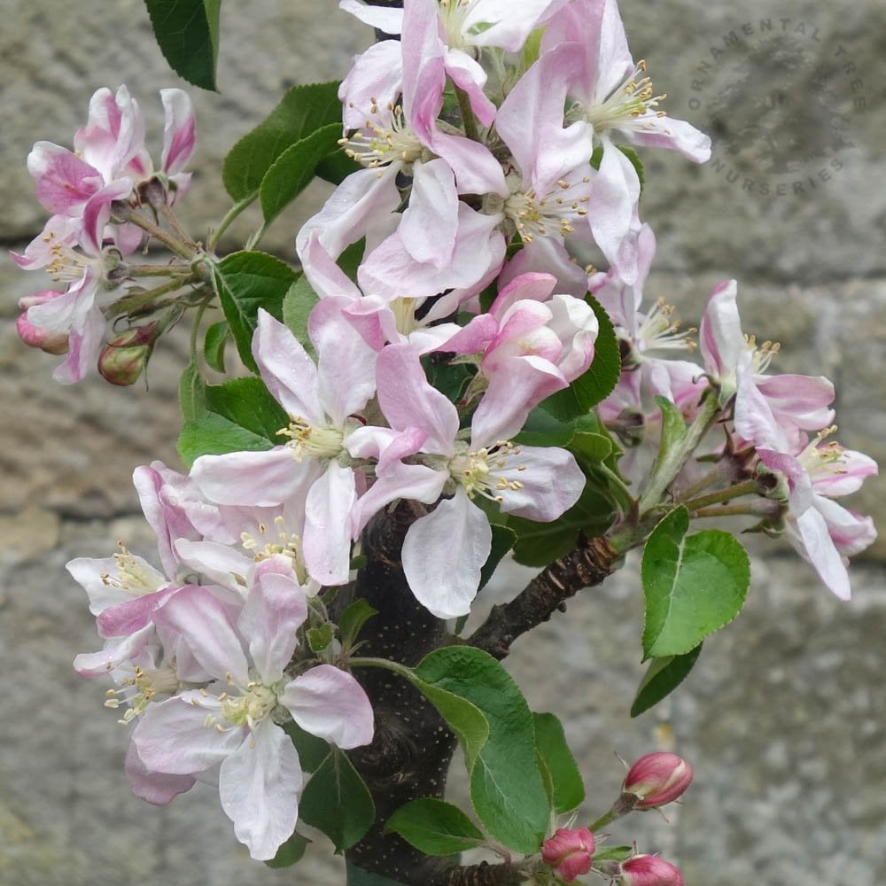 Blue Moon Columnar Apple tree in blossom