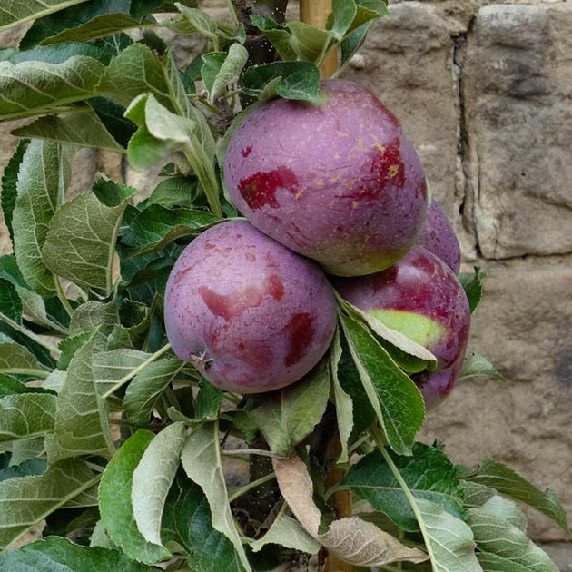 Blue Moon Upright Cordon Apple tree