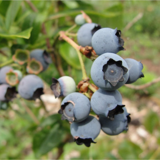 Bluecrop Blueberry bush