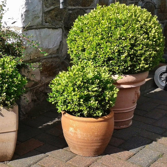 Buxus Sempervirens Box topiary ball