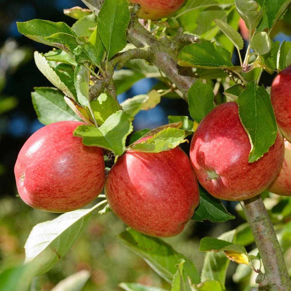 Braeburn Apple tree