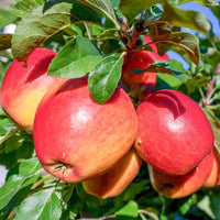 Braeburn Apple tree with apples