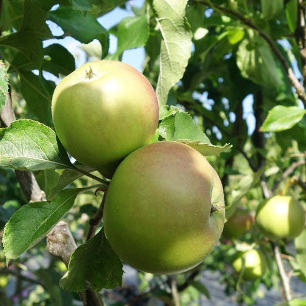 Bramley 20 apples on Malus tree