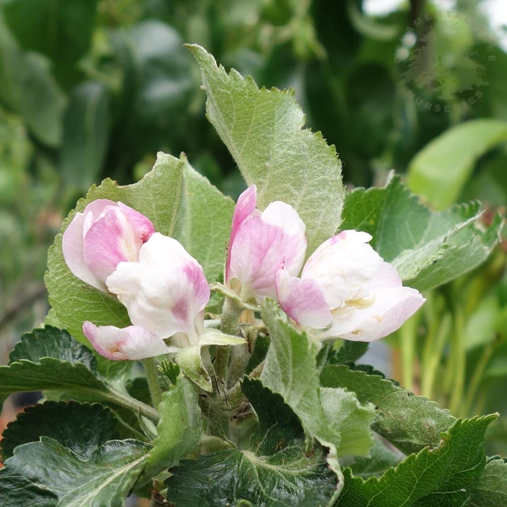 Blossom on Bramley 20 Apple tree