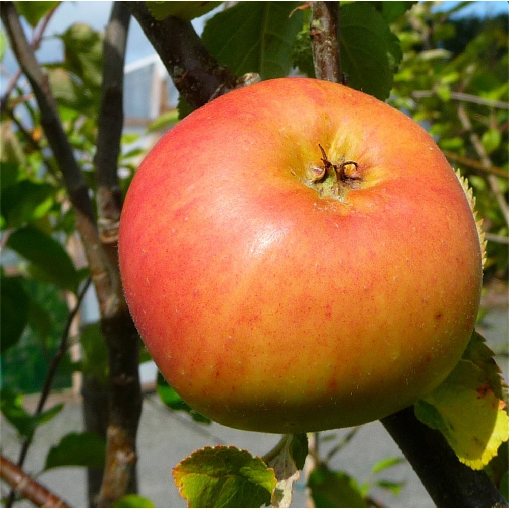 Bramley 20 Apple tree