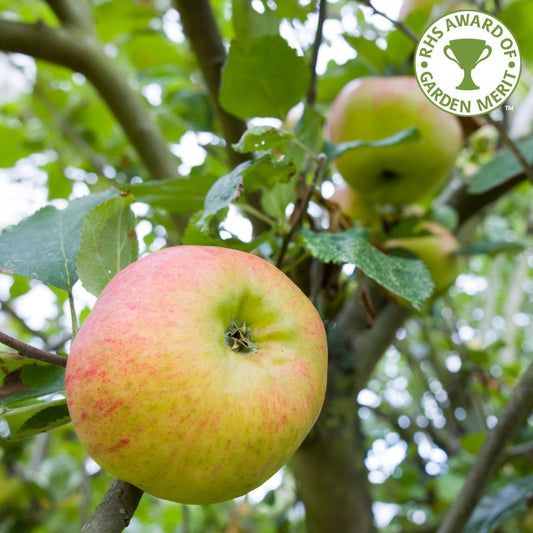 Malus Bramley Seedling apple tree