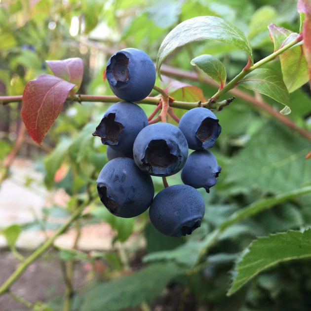 Brigitta blueberries