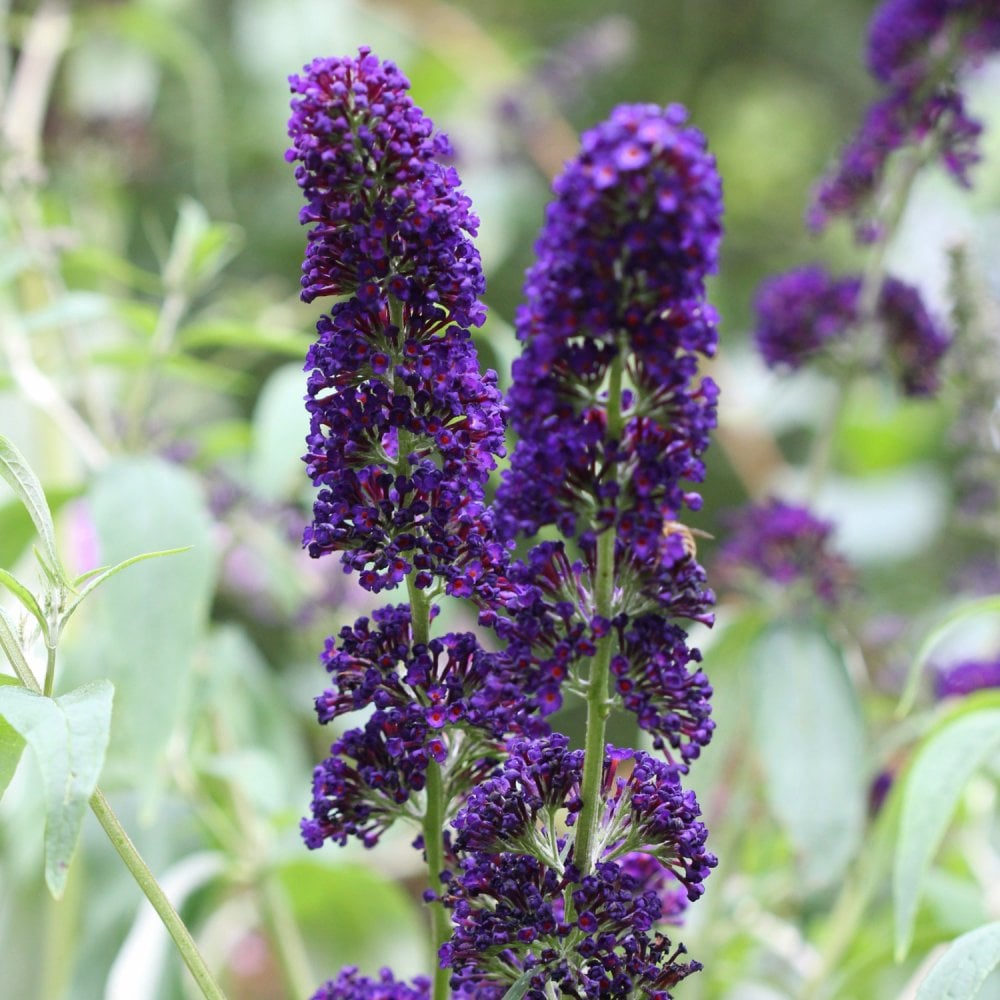 Buddleja davidii 'Black Knight'