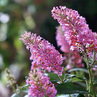 Buddleja davidii 'Free Petite'