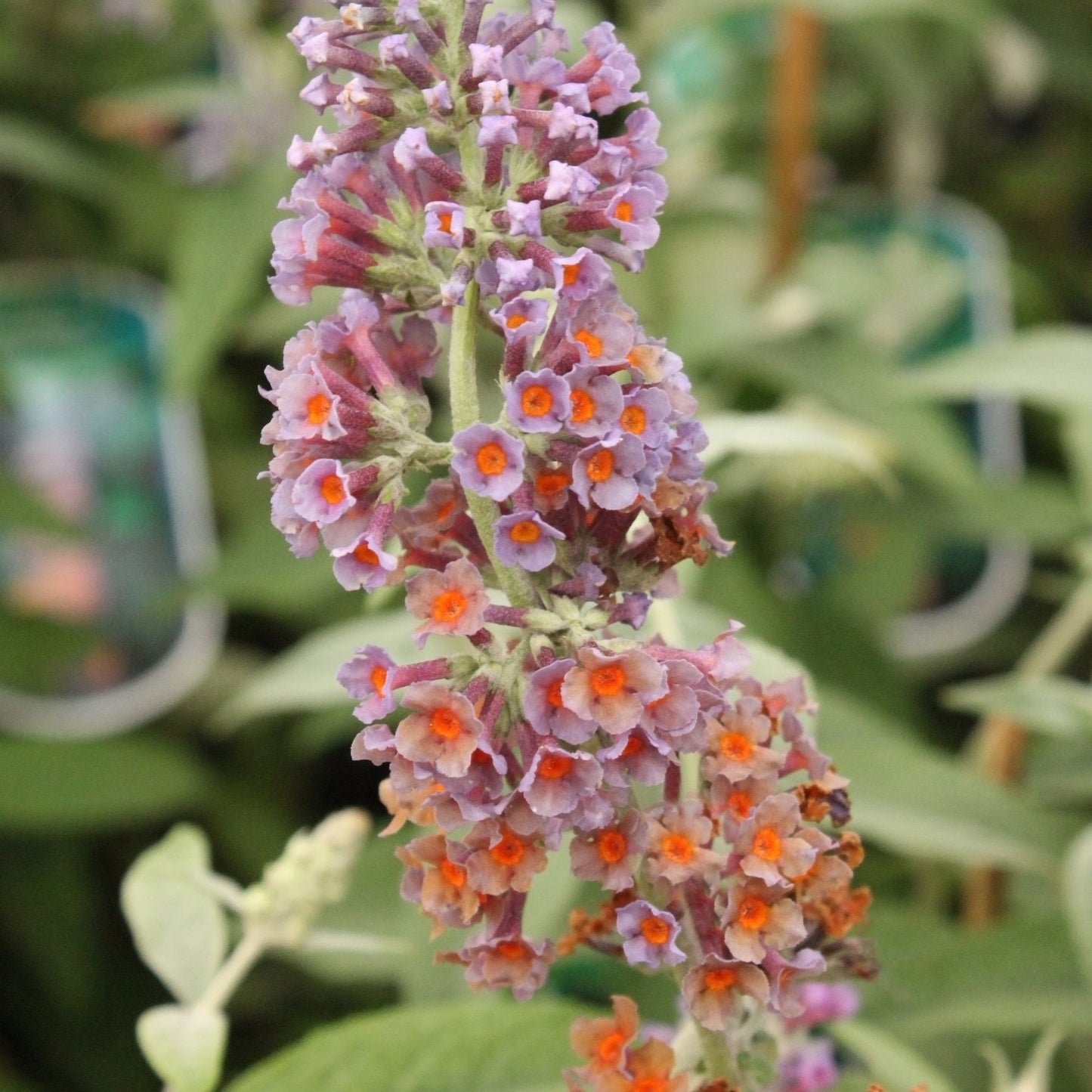 Buddleja 'Flower Power'