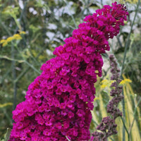 Buddleja 'Royal Red'