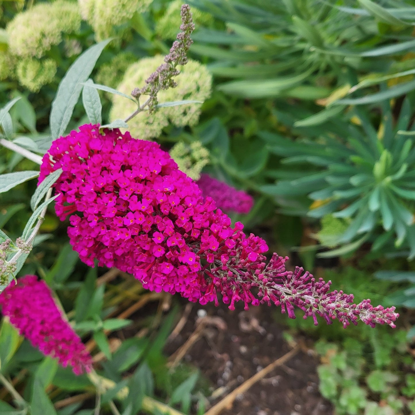 Buddleja 'Royal Red' flowers