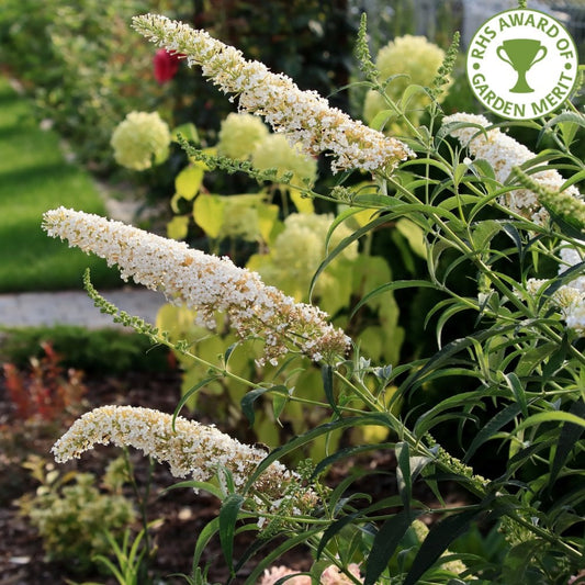 Buddleja davidii 'White Profusion' 