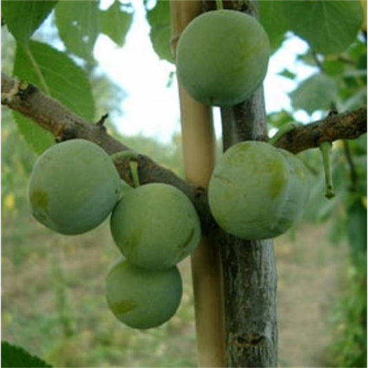 Cambridge Gage Plum tree