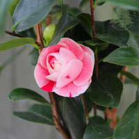 Camellia japonica Bonomiana flower