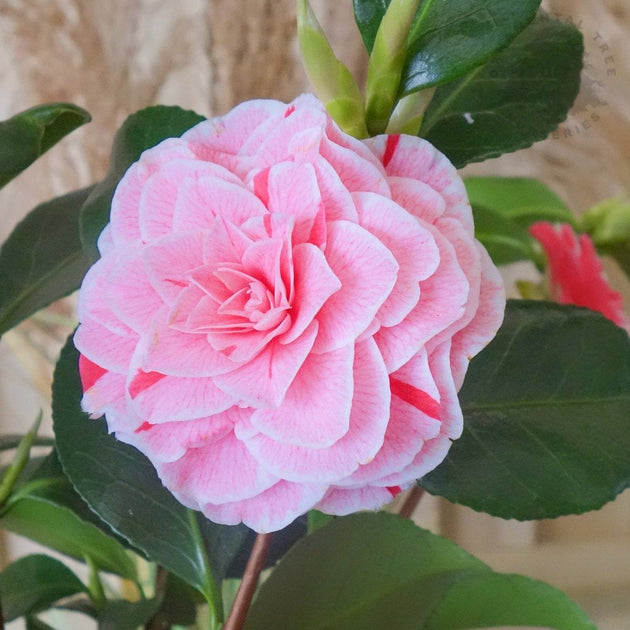 Camellia japonica Bonomiana