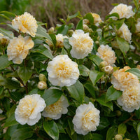 Camellia Brushfields Yellow flowers