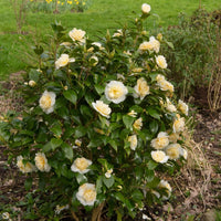 Camellia Brushfields Yellow shrub